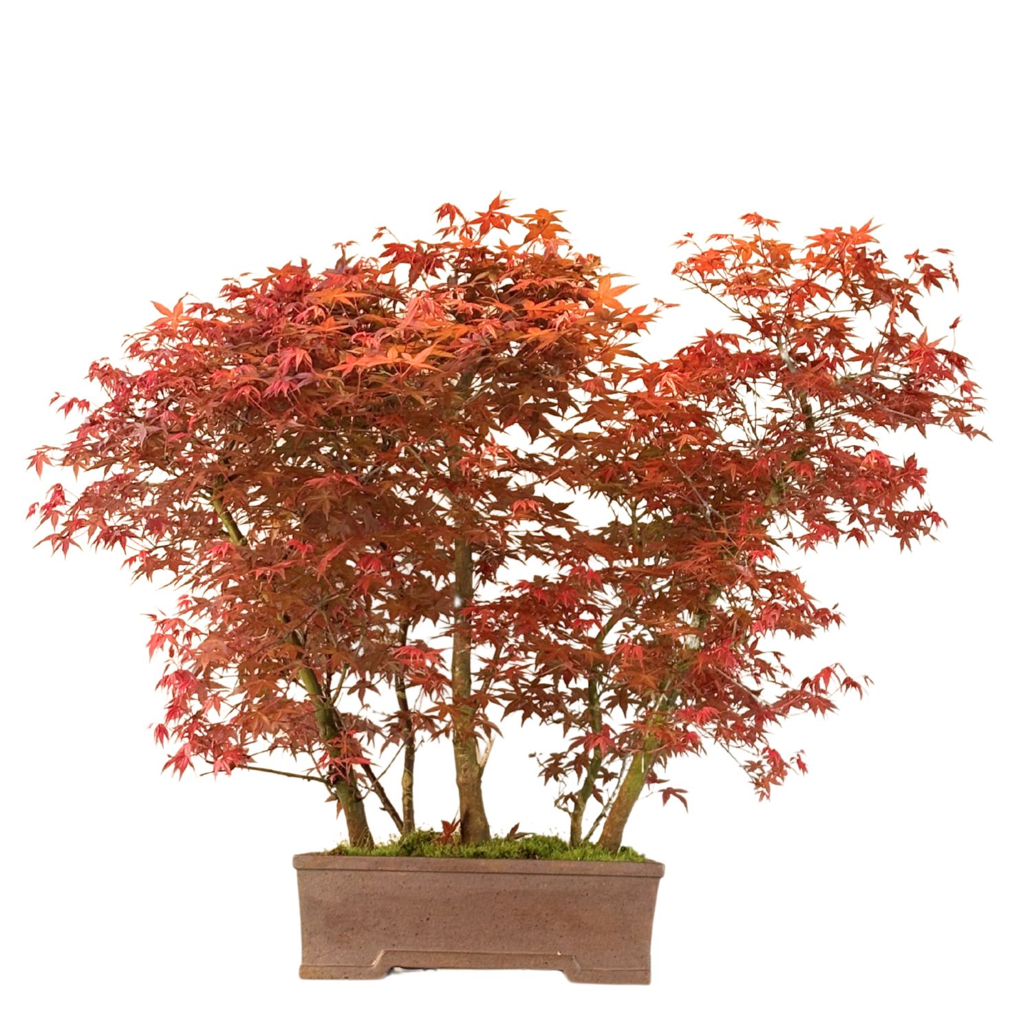 Bonsai Klon japoński Acer Deshojo Las P38