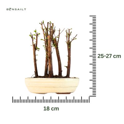 Las bonsai Metasequoia P18
