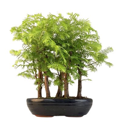 Las bonsai Metasequoia P22 MM22