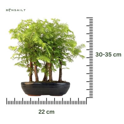 Las bonsai Metasequoia P22 MM22