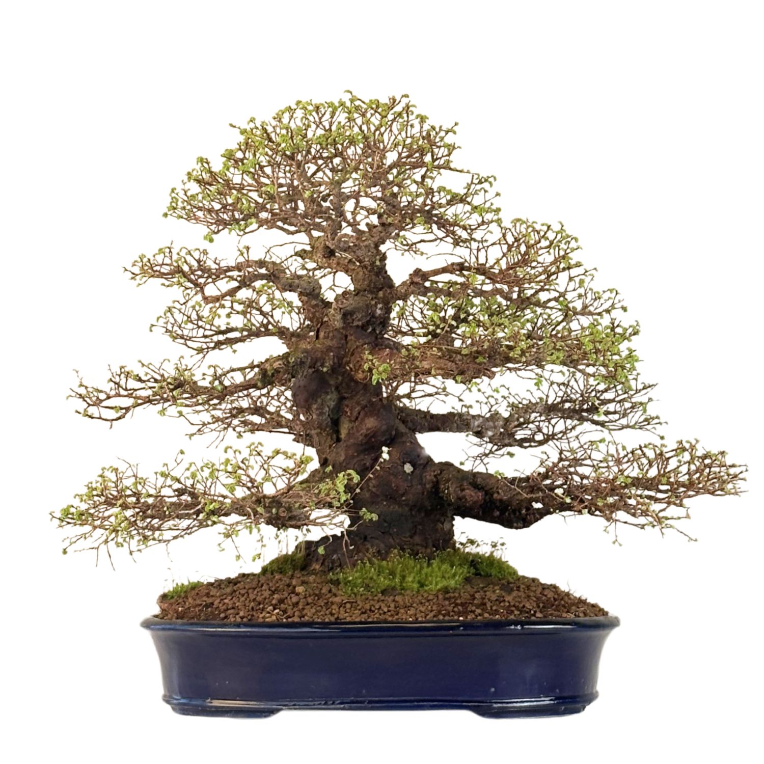 Wiąz japoński bonsai– odmiana z korą korkową P18