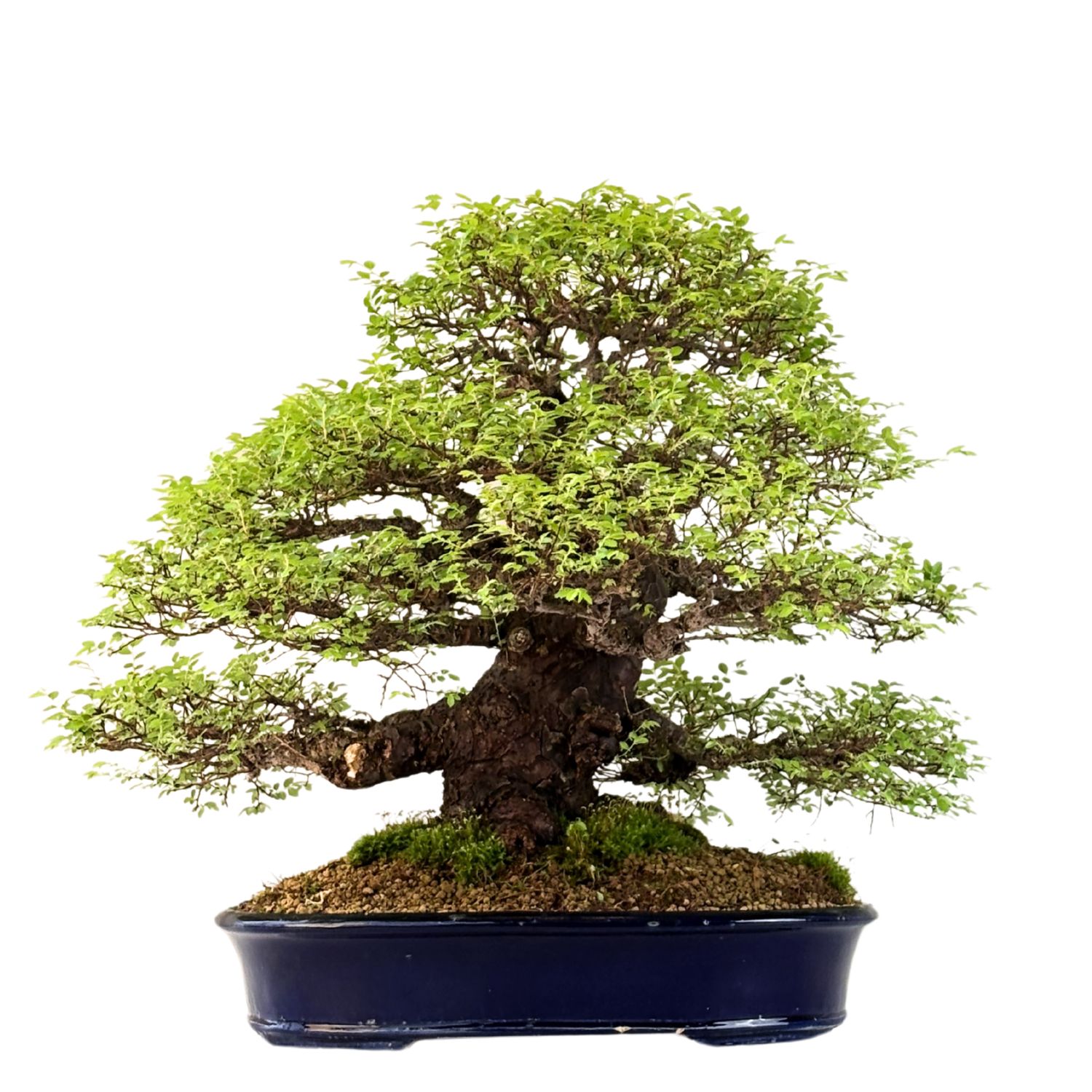 Wiąz japoński bonsai– odmiana z korą korkową P40