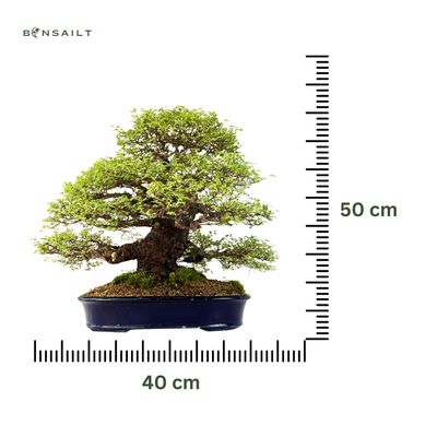 Wiąz japoński bonsai– odmiana z korą korkową P40