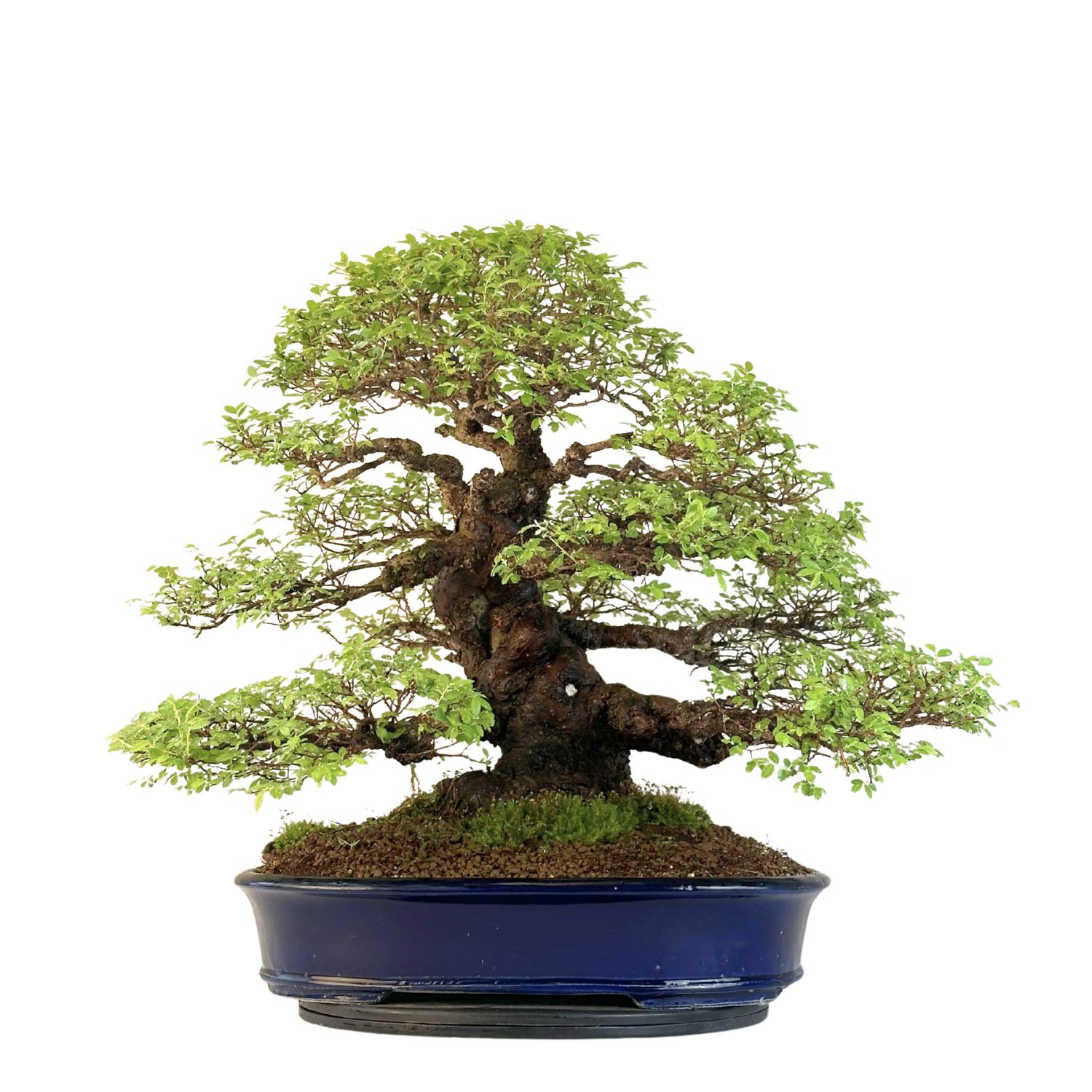 Wiąz japoński bonsai– odmiana z korą korkową P40