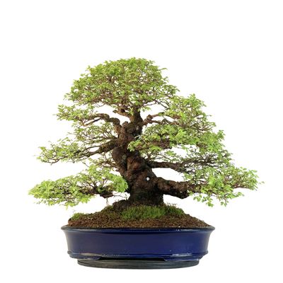 Wiąz japoński bonsai– odmiana z korą korkową P40