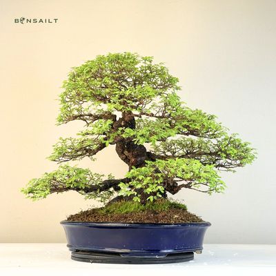Wiąz japoński bonsai– odmiana z korą korkową P40