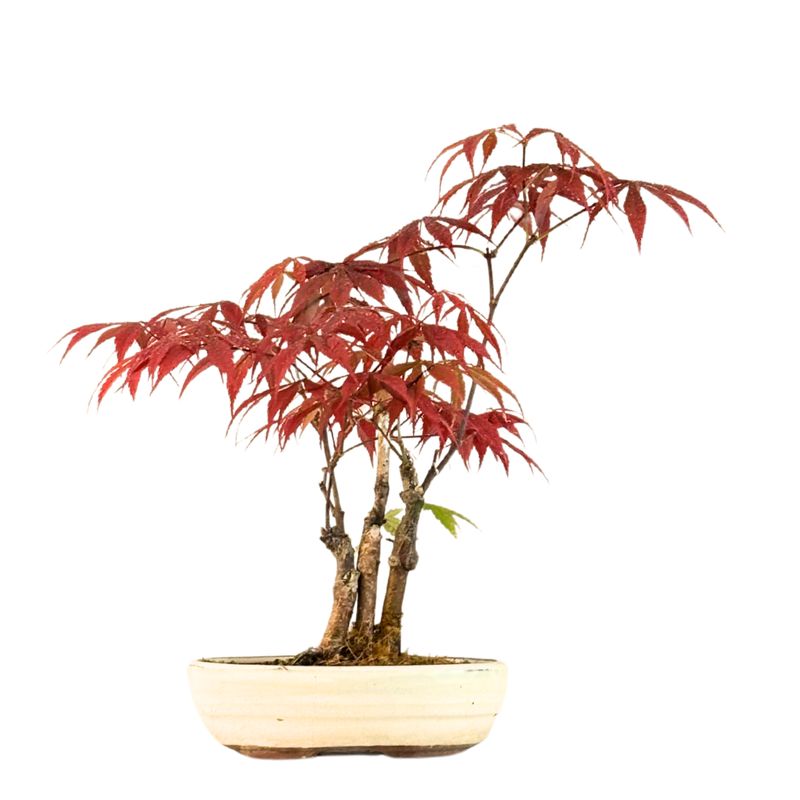 Klon palmowy (Acer palmatum) P17