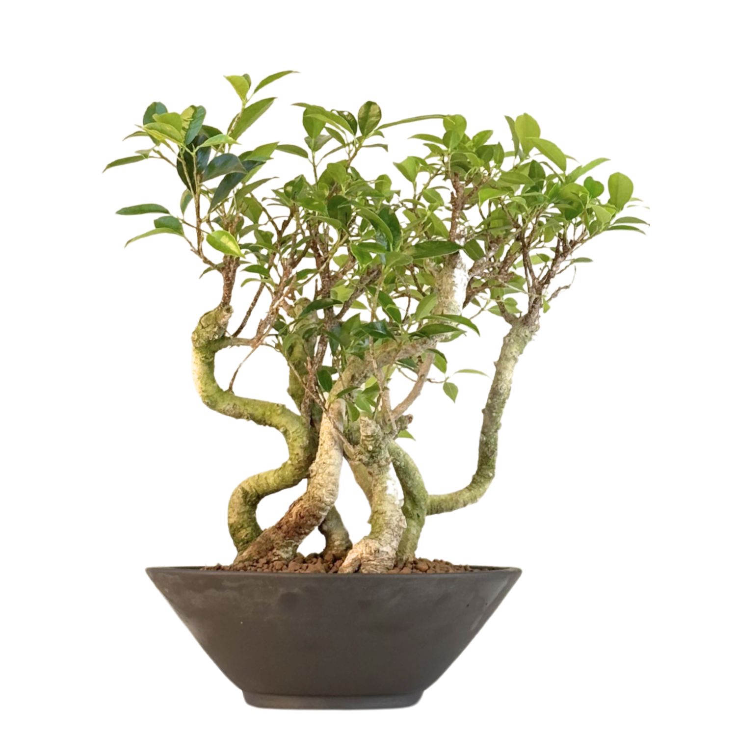Ficus Bonsai P22 7x