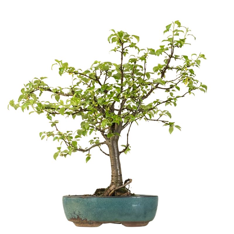 Bonsai Malus (jabłoń ozdobna) P22