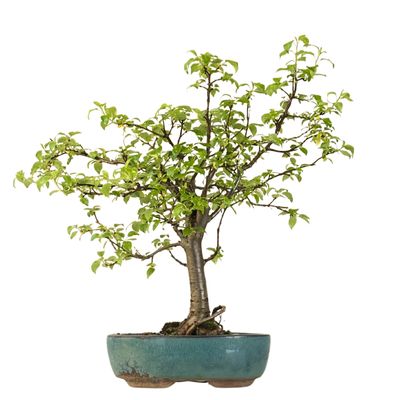 Bonsai Malus (jabłoń ozdobna) P22