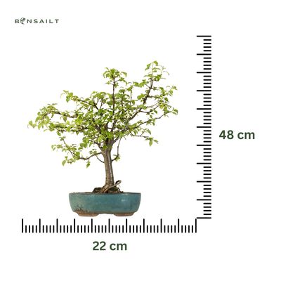 Bonsai Malus (jabłoń ozdobna) P22