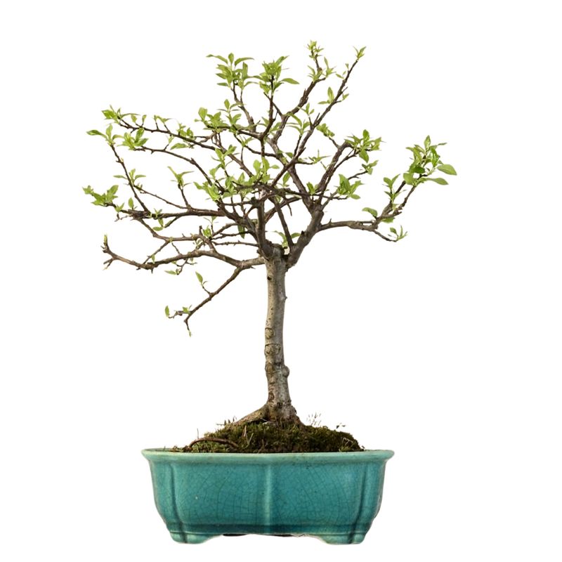 Bonsai Malus (jabłoń ozdobna) P22