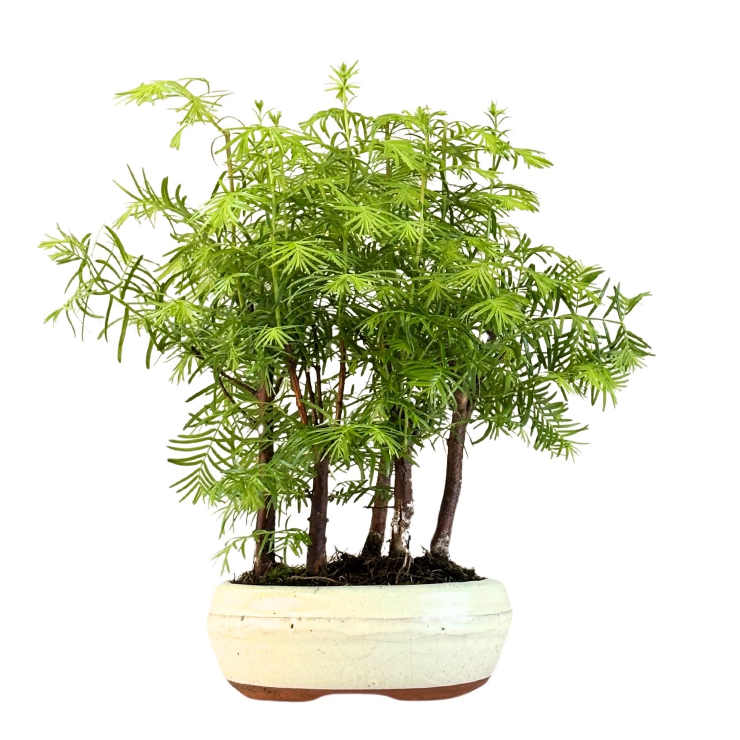 Las bonsai Metasequoia P16 MM16