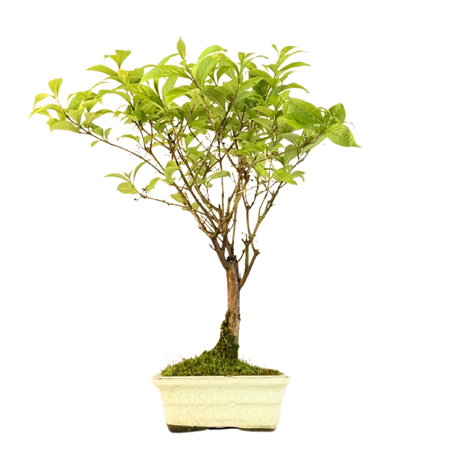Callicarpa (Pięknotka) P15