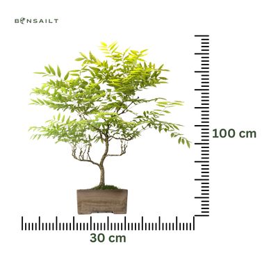 Wisteria floribunda bonsai P30