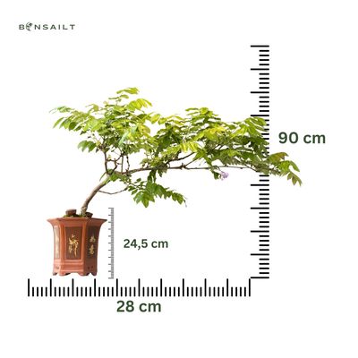 Kaskadowa wisteria floribunda bonsai P28