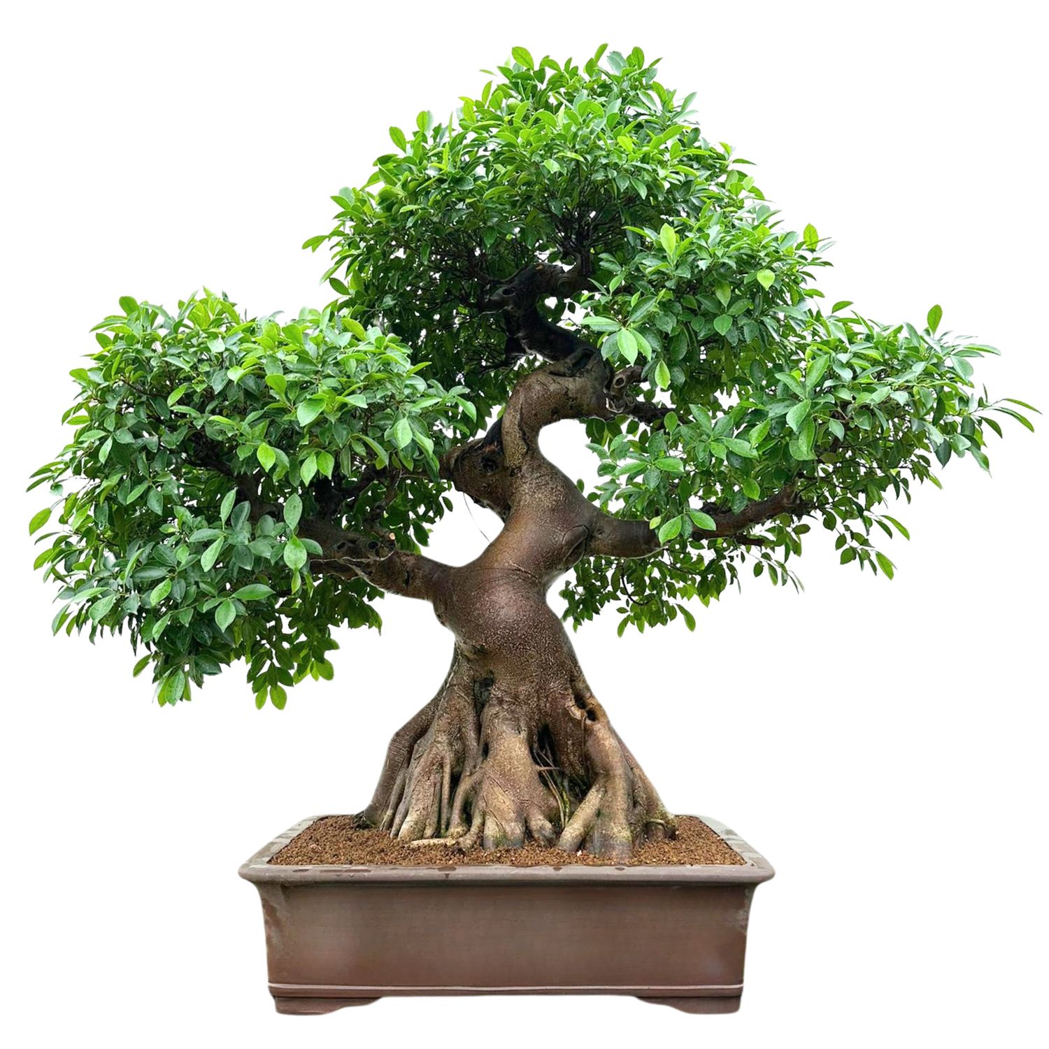 Ficus Bonsai P100  XXXL