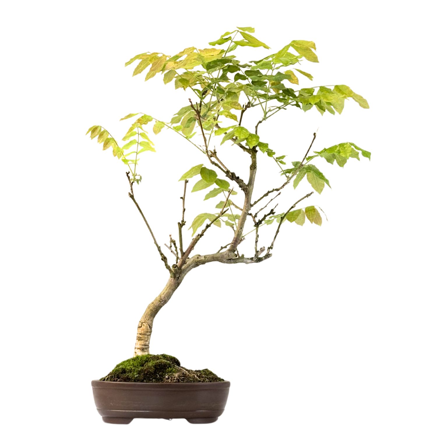 Wisteria floribunda bonsai P25