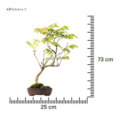 Wisteria floribunda bonsai P25
