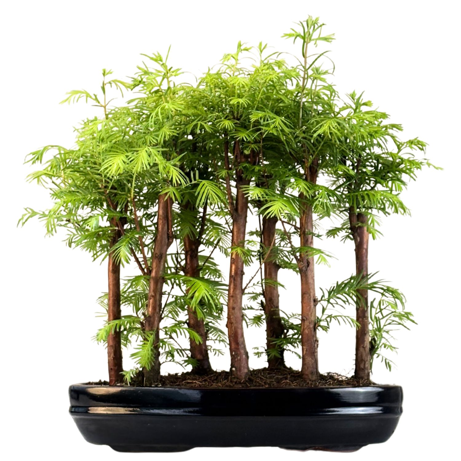 Las bonsai Metasequoia P30 MM30