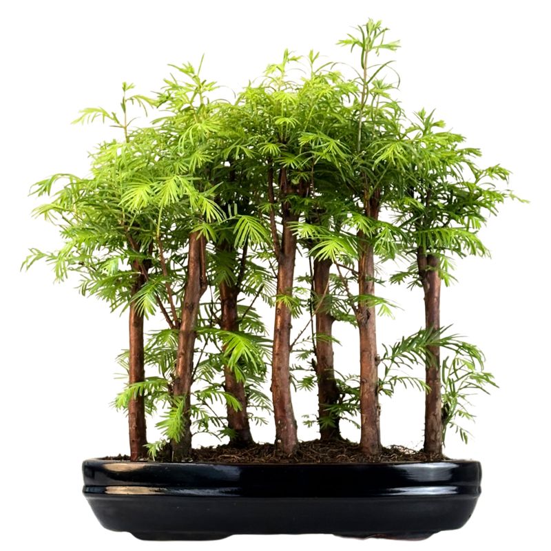 Las bonsai Metasequoia P30 MM30