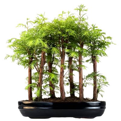 Las bonsai Metasequoia P30
