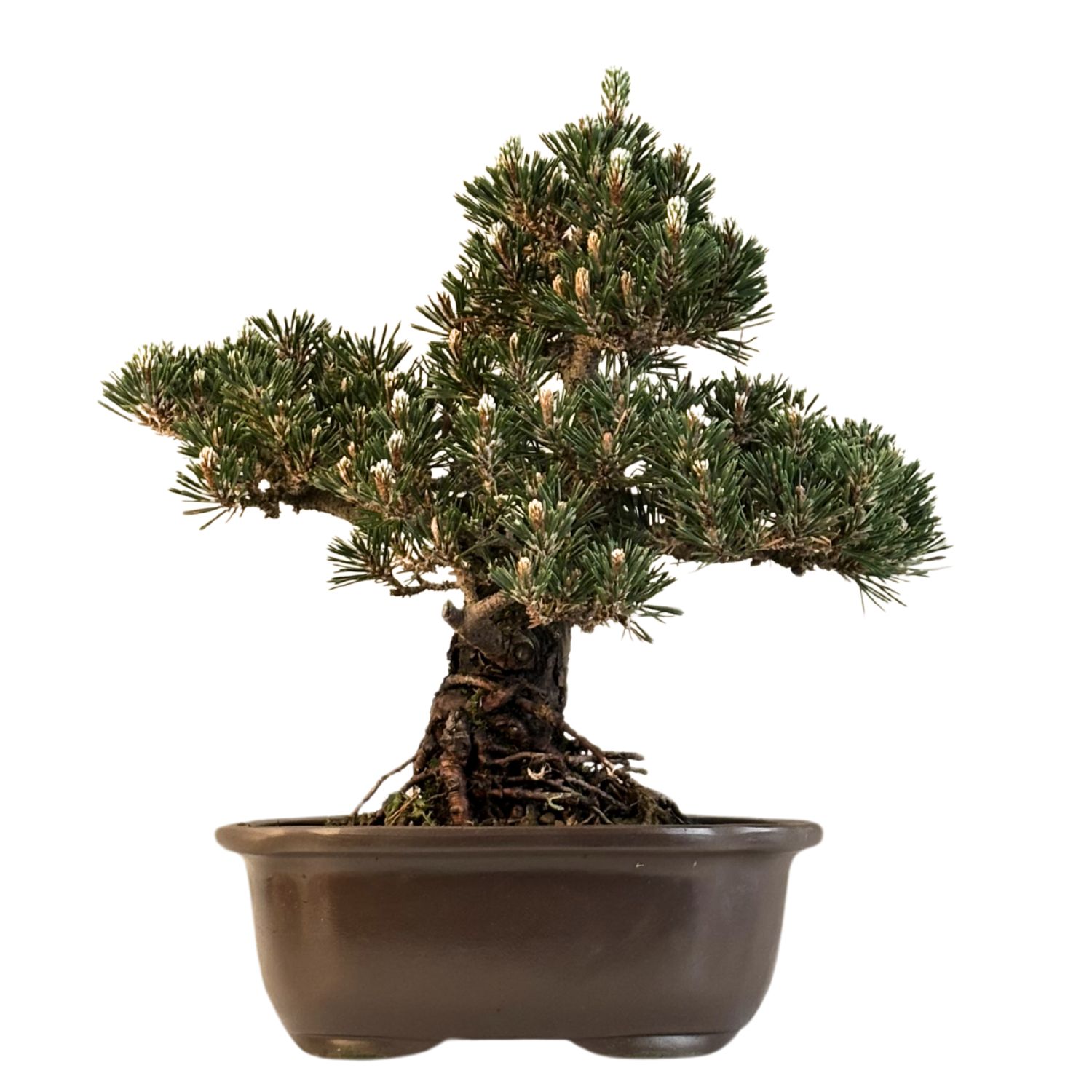 Sosna czarna japońska (Pinus Thunbergii) 'Kotobuki' P23