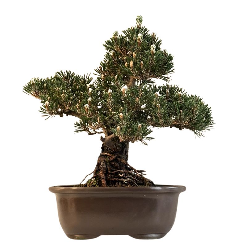 Sosna czarna japońska (Pinus Thunbergii) 'Kotobuki' P23
