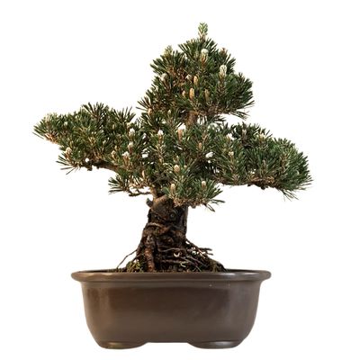 Sosna czarna japońska (Pinus Thunbergii) 'Kotobuki' P23