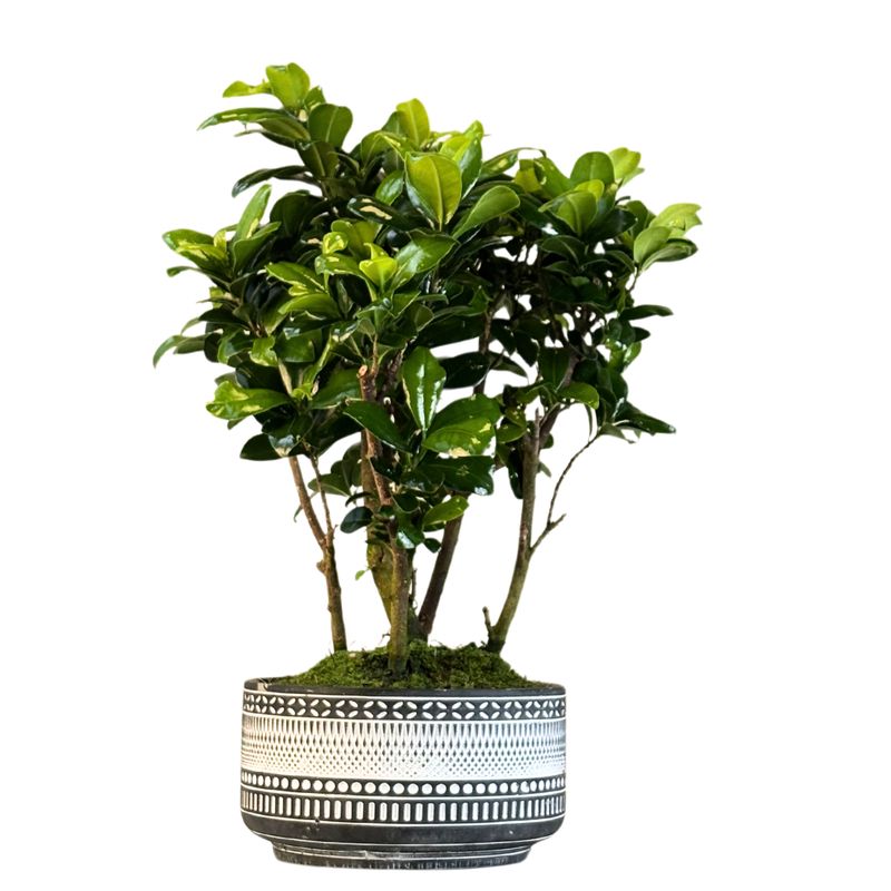 Ficus Bonsai P18 6x