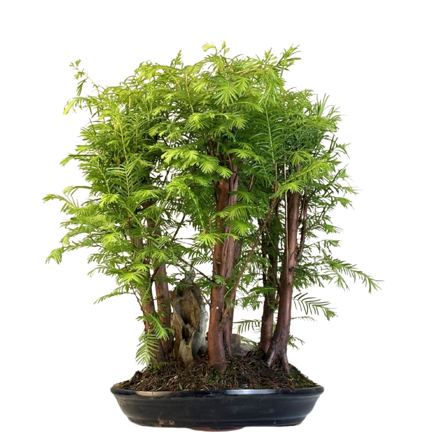 Las bonsai Metasequoia P28 MM28