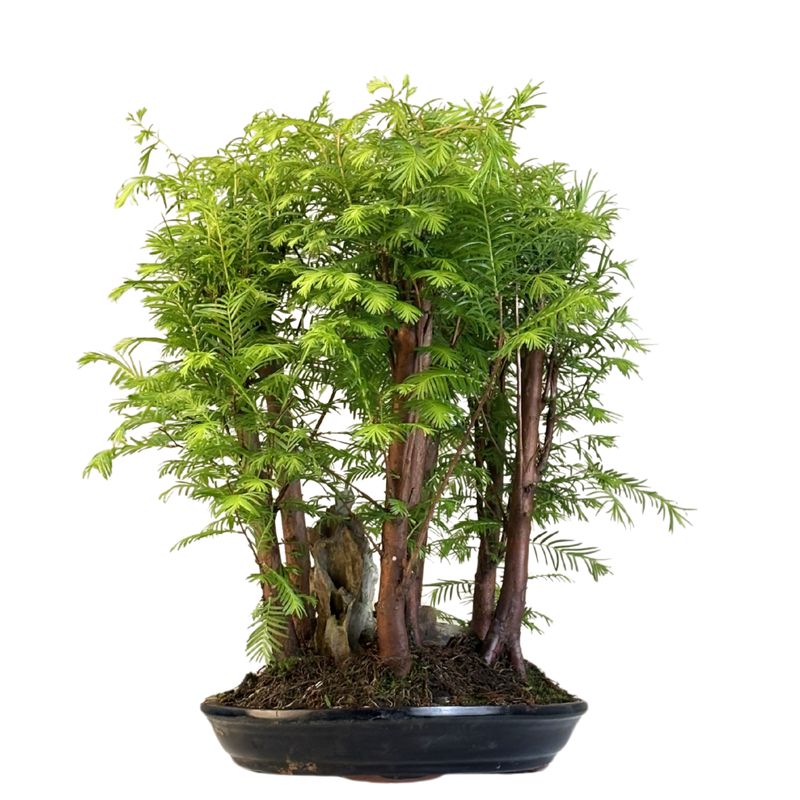 Las bonsai Metasequoia P28 MM28