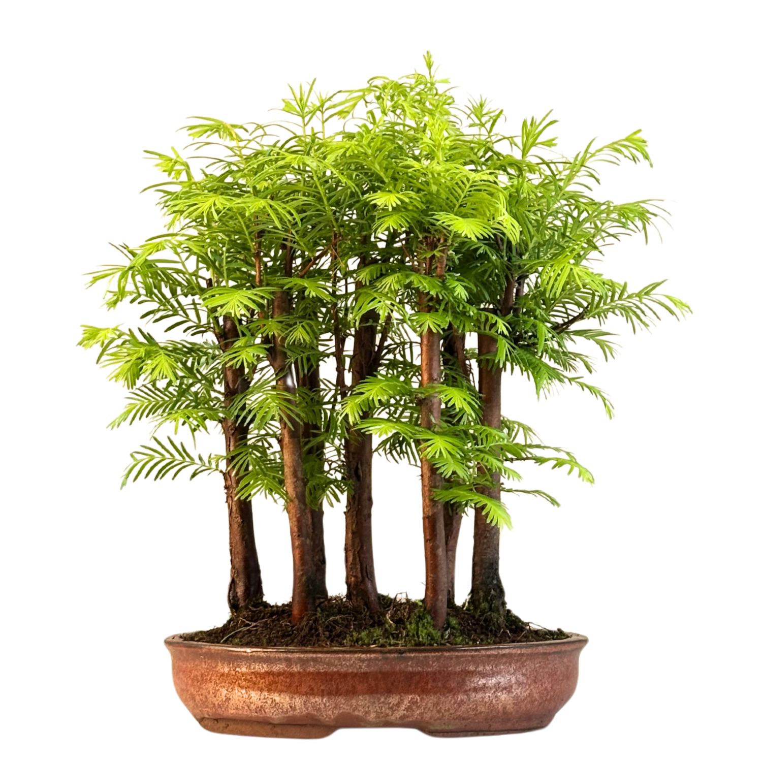 Las bonsai Metasequoia P21 MM21