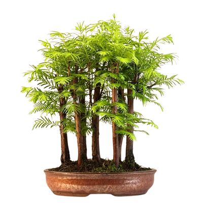 Las bonsai Metasequoia P21 MM21