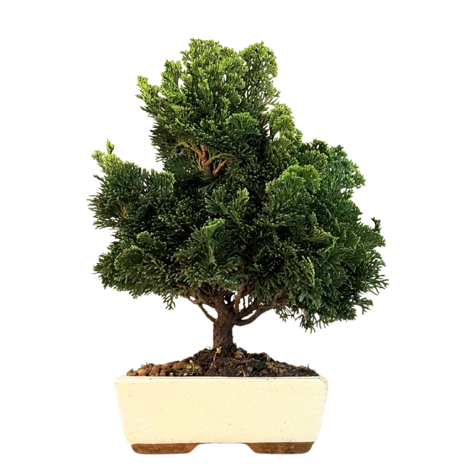 Chamaecyparis bonsai P20