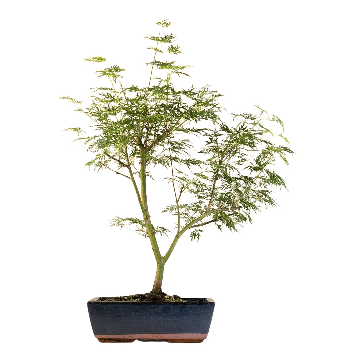 Acer palmatum ,,Emerald Glace'' P25