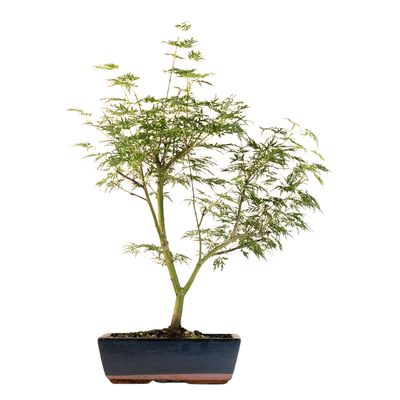 Acer palmatum ,,Emerald Glace'' P25