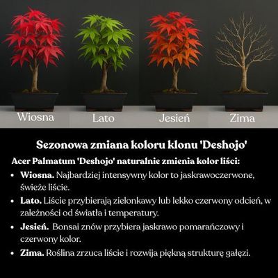 Acer palmatum ,,Emerald Glace'' P25