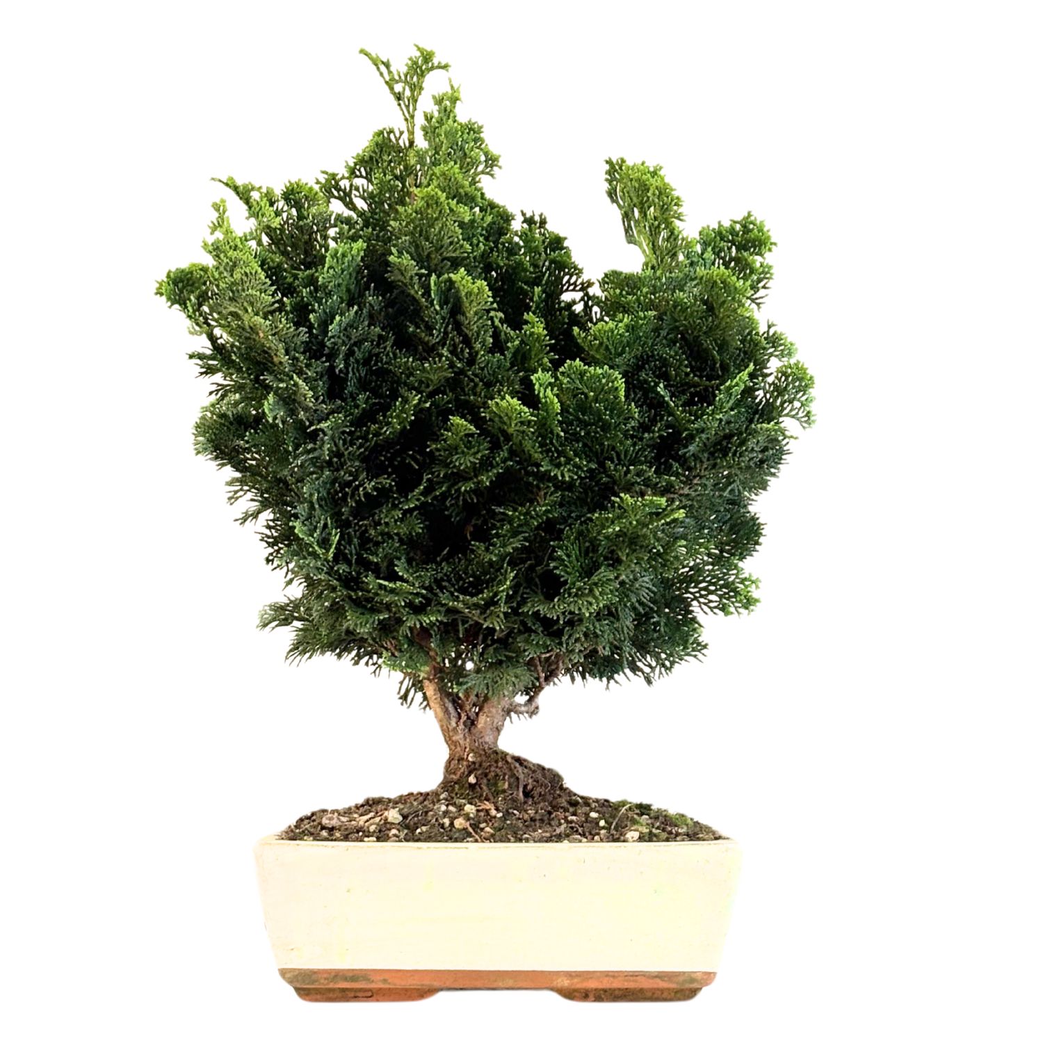 Chamaecyparis bonsai P25