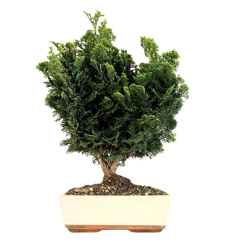 Chamaecyparis bonsai P25