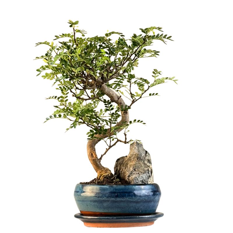 Pieprz chiński (Xanthoxylum piperitum) P15 S na kamieniu