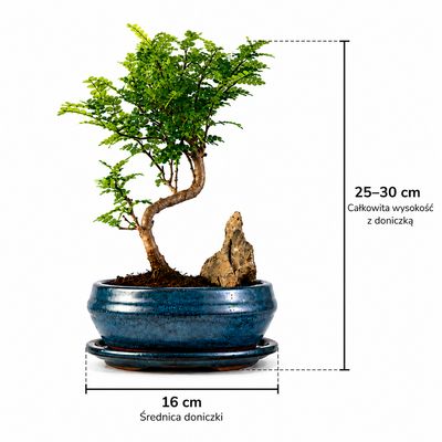 Pieprz chiński (Xanthoxylum piperitum) P15 S na kamieniu