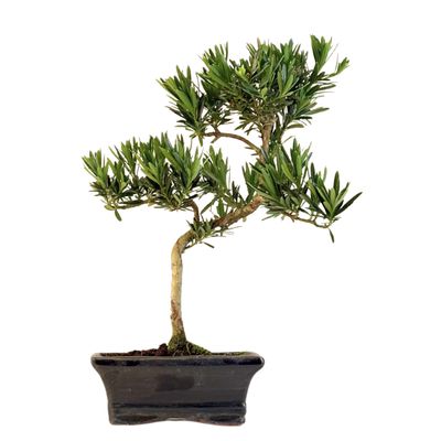 Podocarpus bonsai P15 S