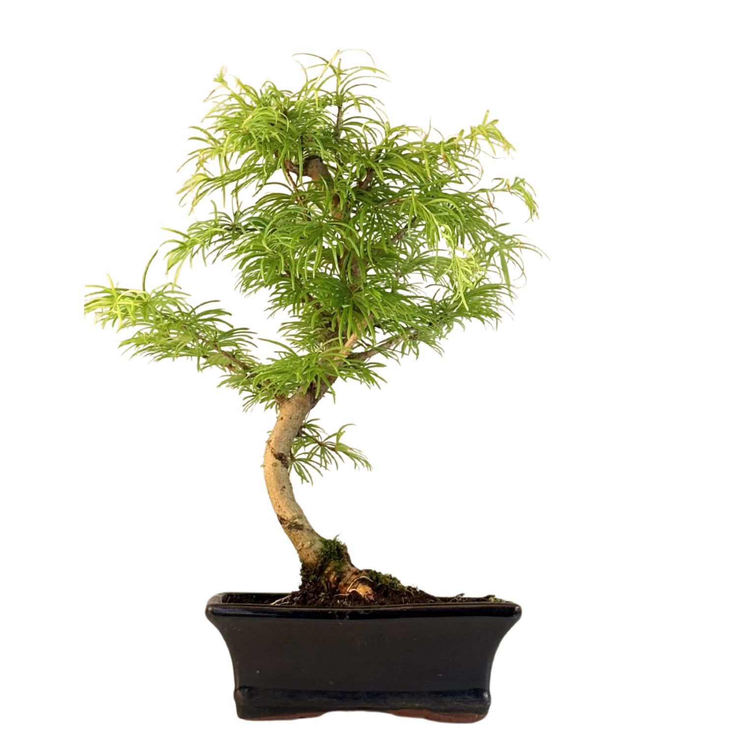 Pseudolarix Bonsai (Modrzew złocisty) P20