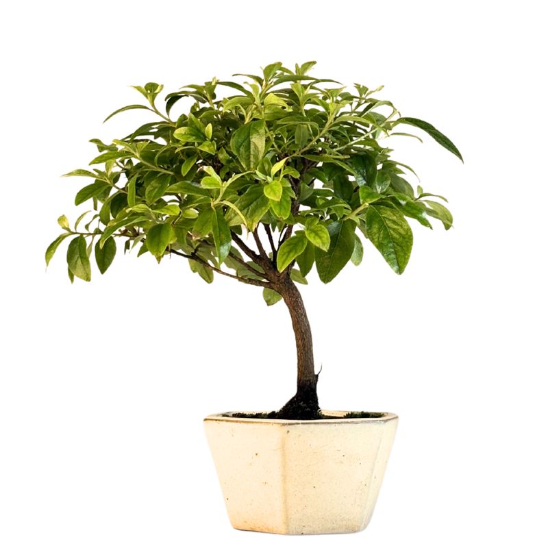 Azalia z różowymi kwiatami (Rhododendron pink) bonsai P12
