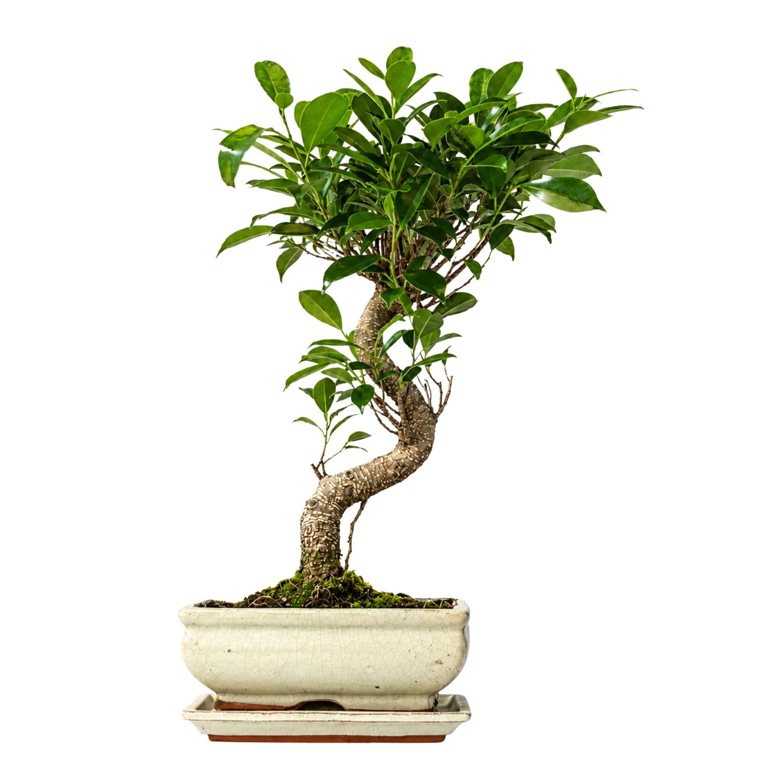 Ficus Bonsai P20 S