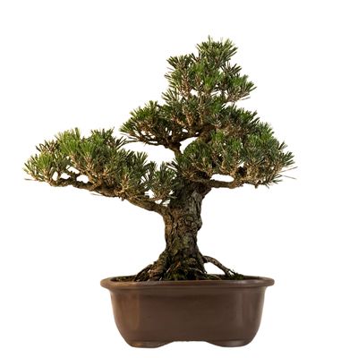 Sosna czarna japońska (Pinus Thunbergii) 'Kotobuki' P23 JP05