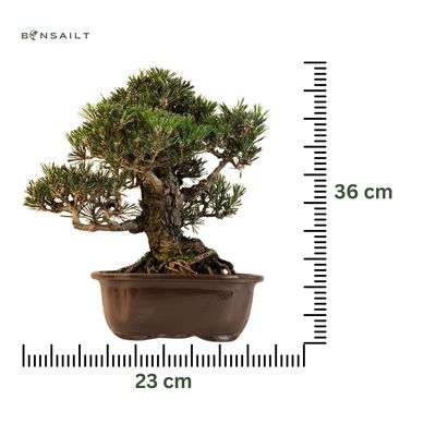 Sosna czarna japońska (Pinus Thunbergii) 'Kotobuki' P23 JP04