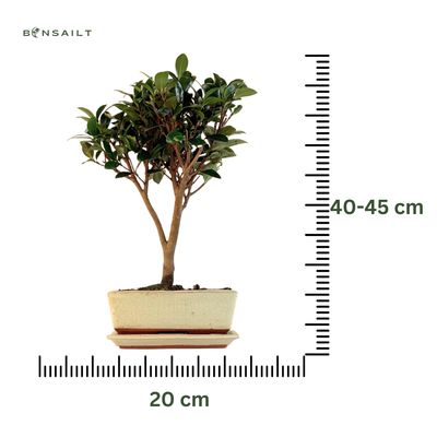Camellia Bonsai P20