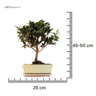 Camellia Bonsai P25
